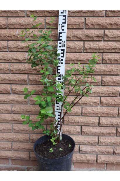 Сніжноягідник доренбоза Вайт Хедж  - 5л/вис.55-75см/Ø35-55см